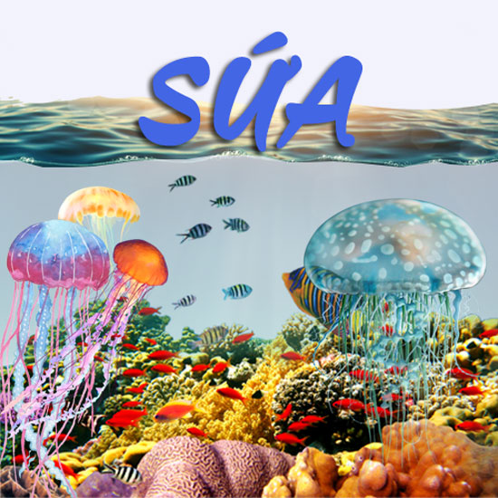 sứa biển
